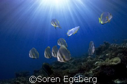 Batfish on afternoon dive, South Point, Sipadan- canon 20... by Soren Egeberg 